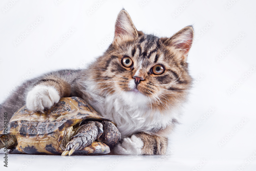 Fototapeta premium tabby cat with a turtle on a white background