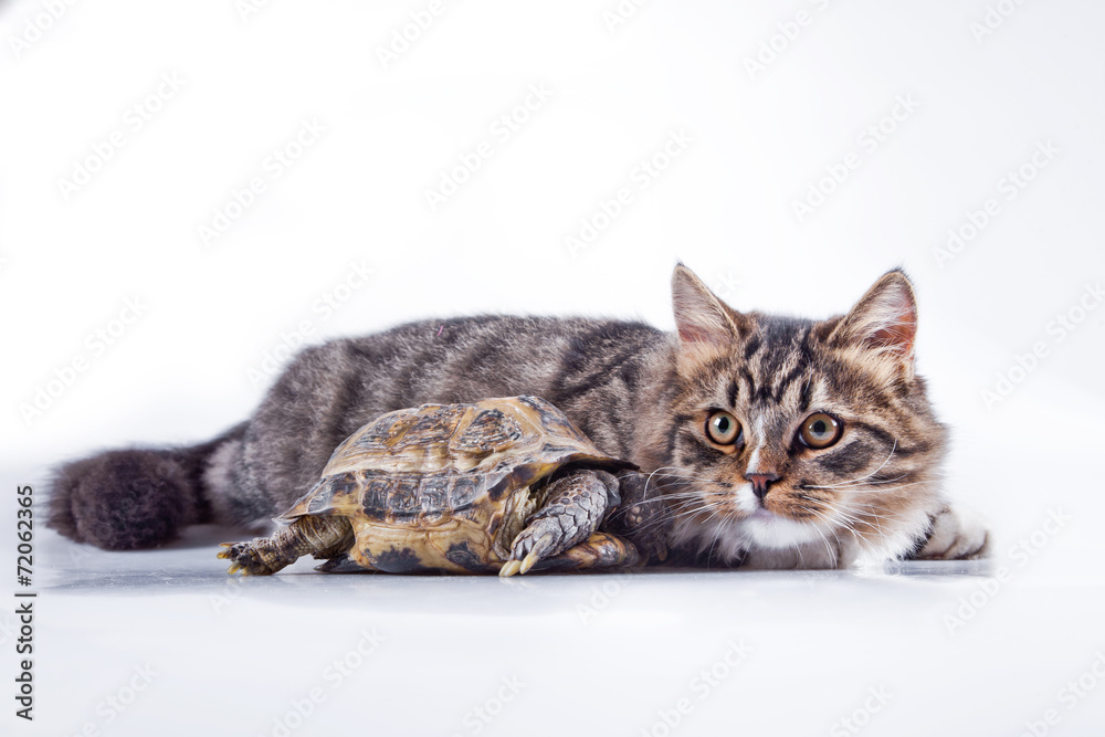 tabby cat with a turtle on a white background tabby cat with a turtle on a white background