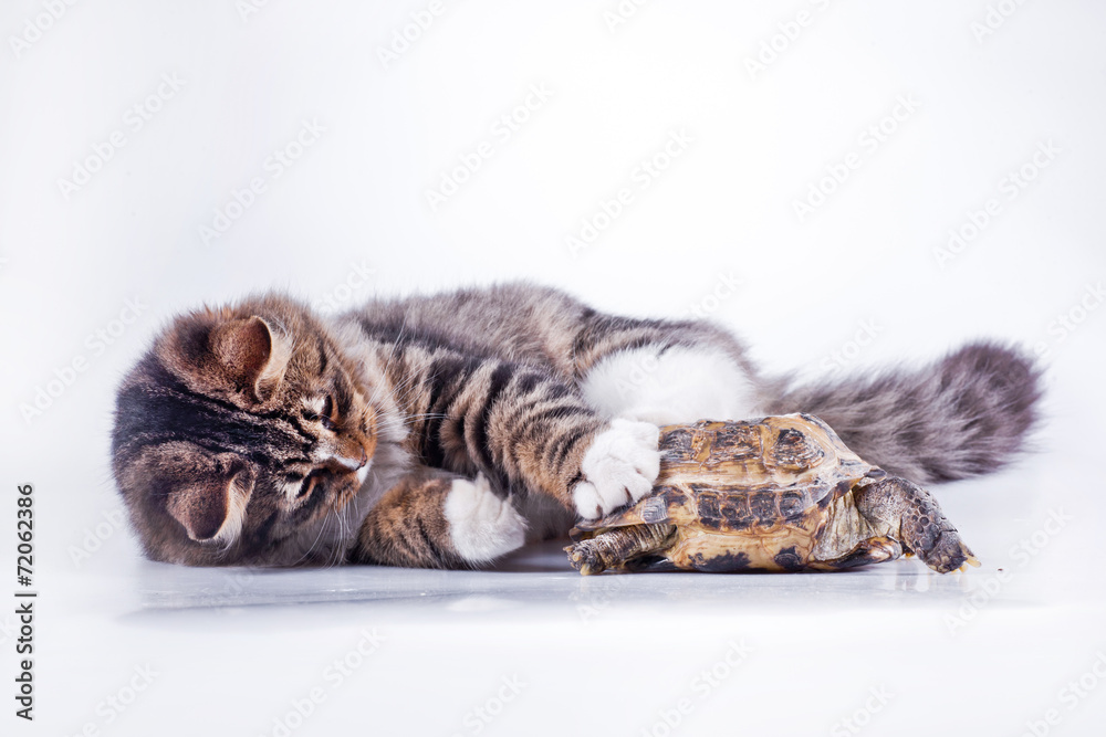 Fototapeta premium tabby cat with a turtle on a white background