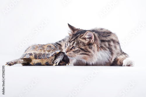 tabby cat with a turtle on a white background