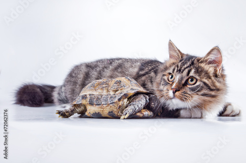 tabby cat with a turtle on a white background