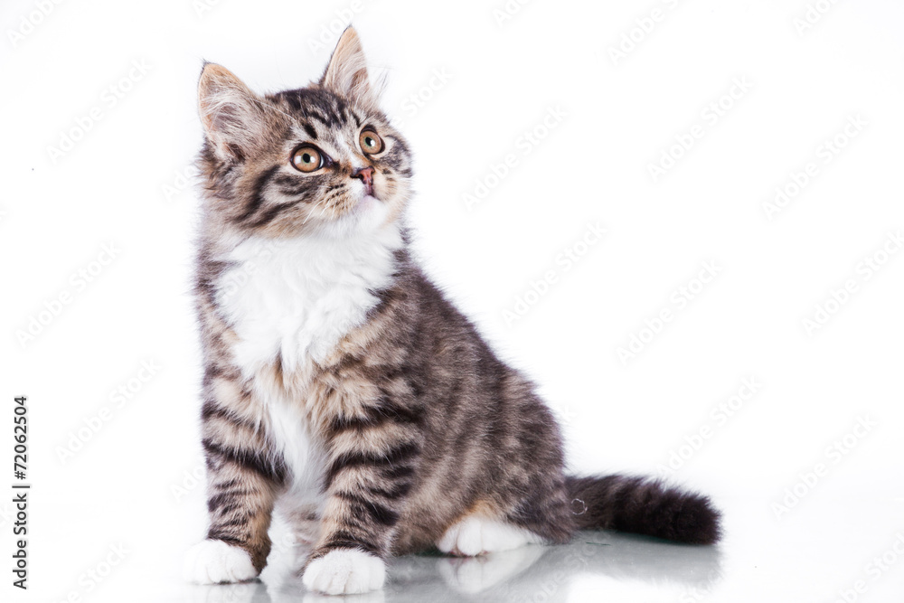 tabby cat on a white background tabby cat on a white background