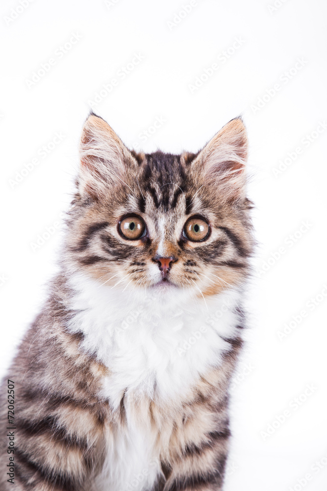 tabby cat on a white background tabby cat on a white background