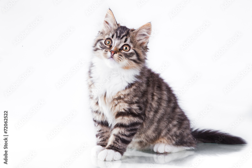 tabby cat on a white background