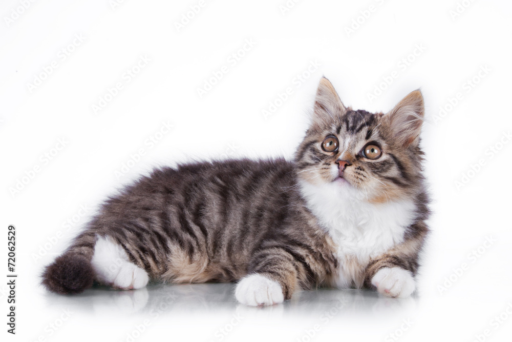 tabby cat on a white background