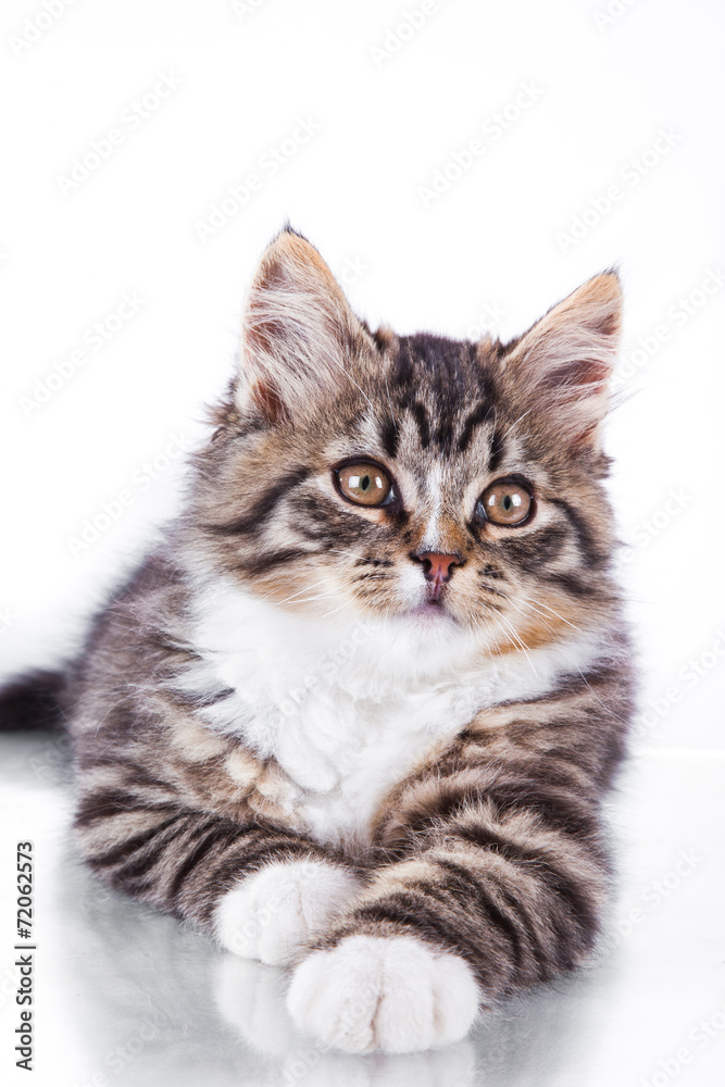 tabby cat on a white background tabby cat on a white background