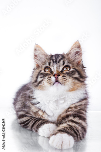 tabby cat on a white background © annaav