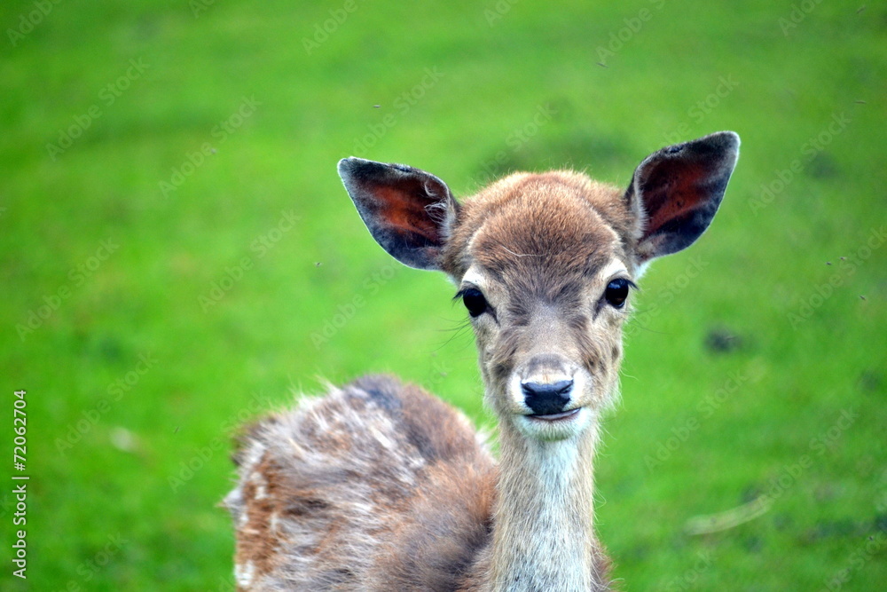 Young Deer