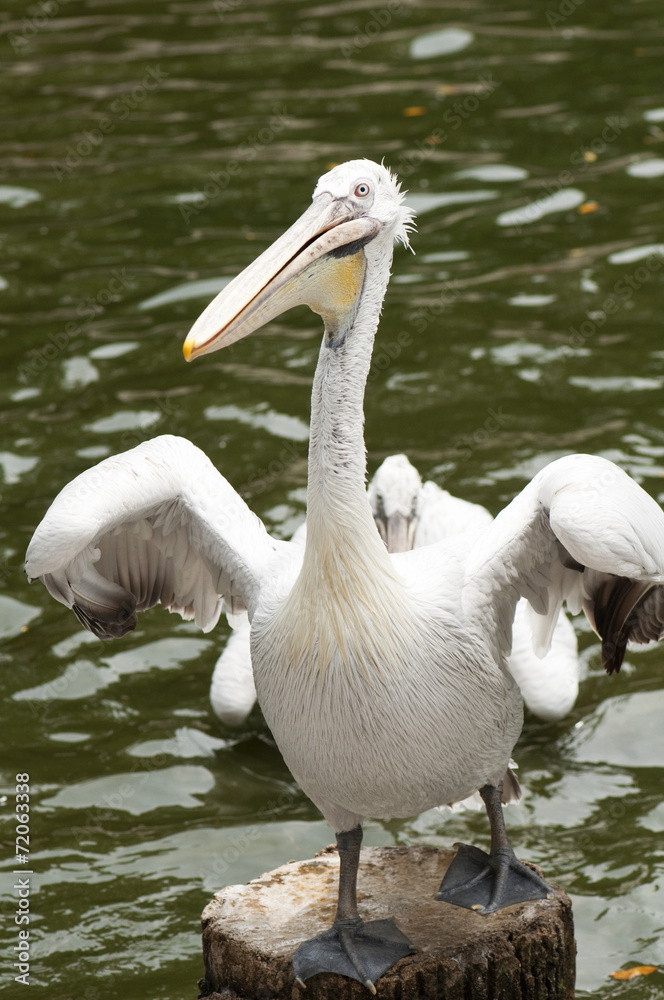 Pelican Pelican