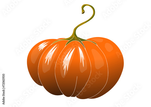 zucca 02 contorni bianchi