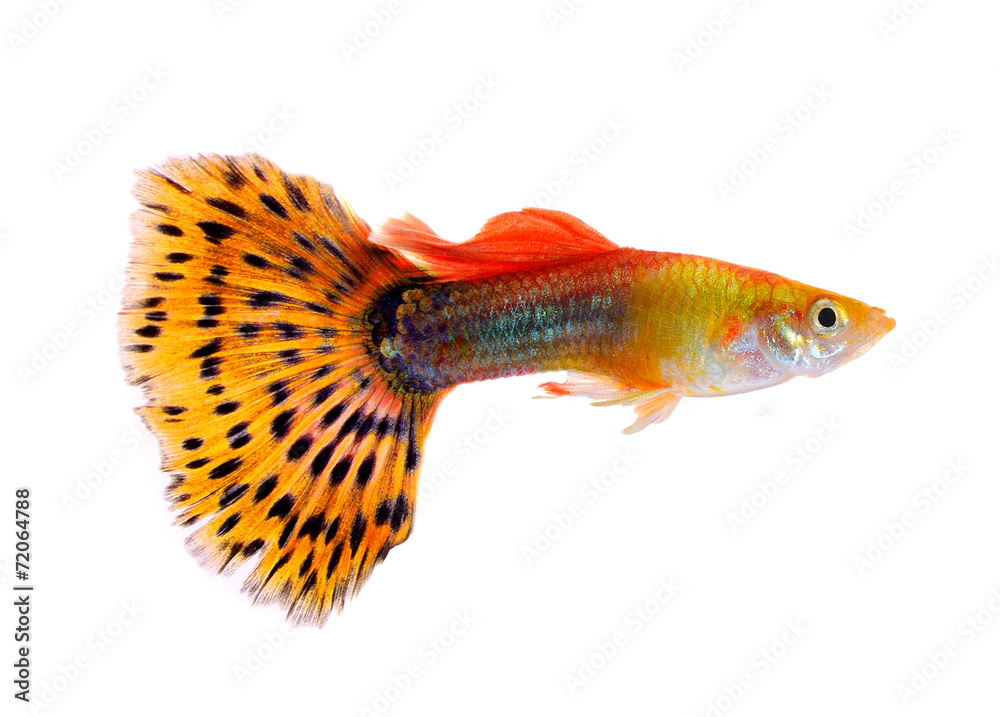 Fototapeta premium guppy fish isolated on white background