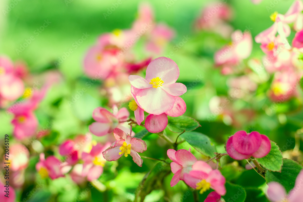 Beautiful colorful flower Beautiful colorful flower