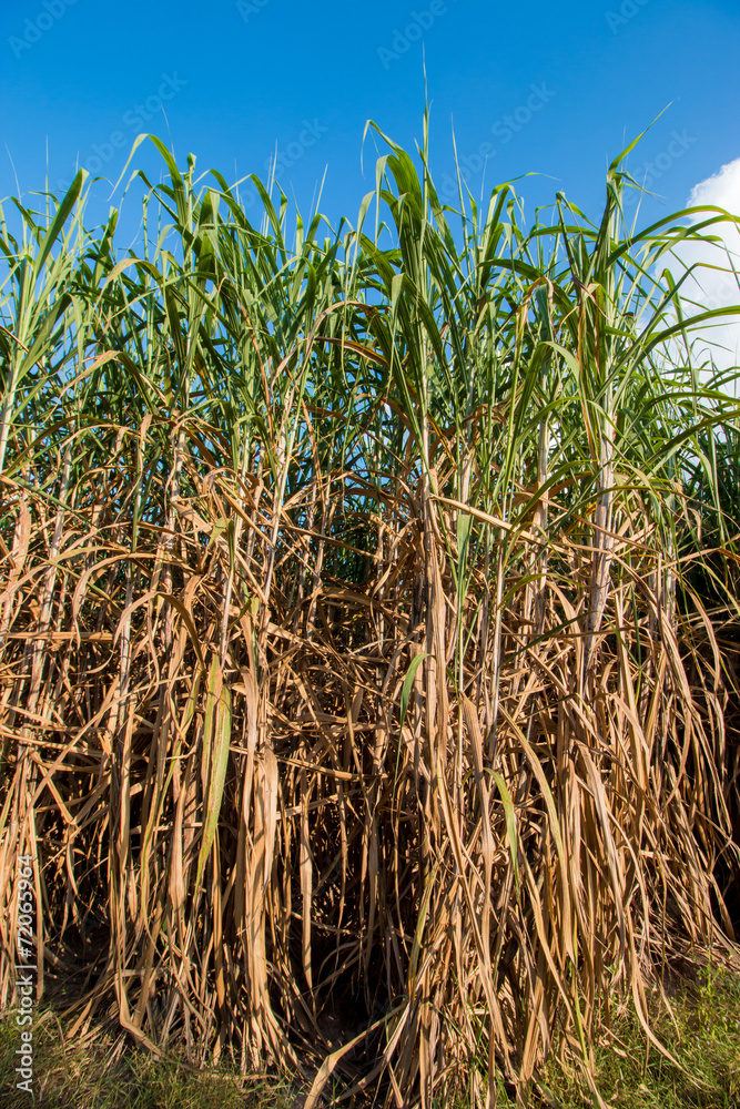 Sugarcane field in blue sky Sugarcane field in blue sky