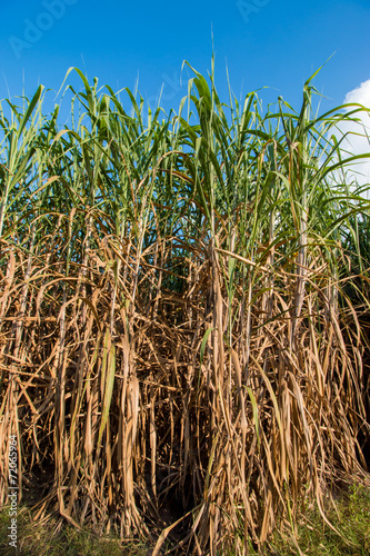 Sugarcane field in blue sky