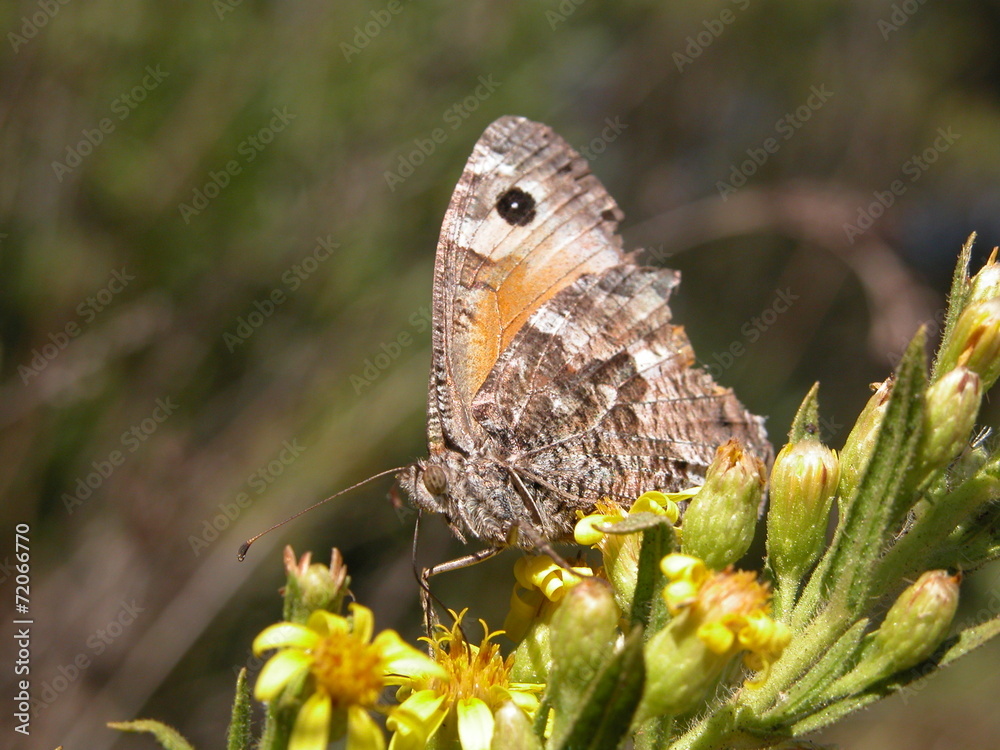 Fototapeta premium farfallina d'autunno 3