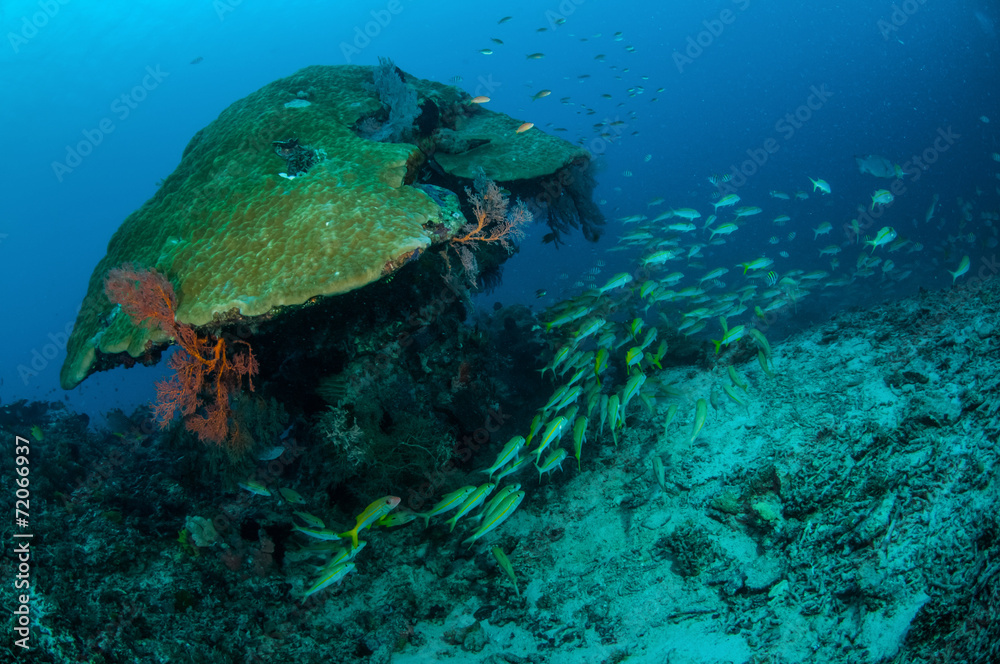 Schooling fusilier in Gili Lombok Nusa Tenggara Barat underwater Schooling fusilier in Gili Lombok Nusa Tenggara Barat underwater