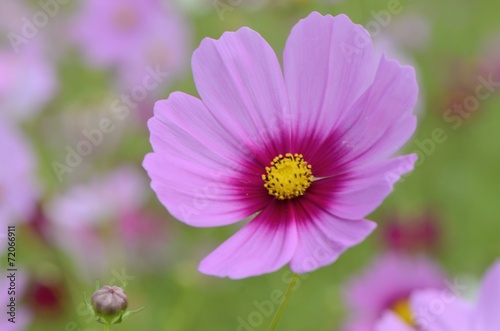 the pink flower in the garden
