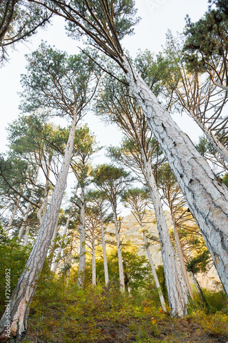 Obraz na plátne crimean pine trees in mountain gorge in autumn
