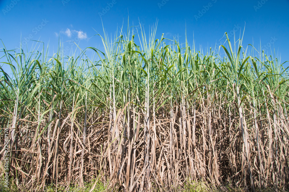 Obraz premium Sugarcane field in blue sky