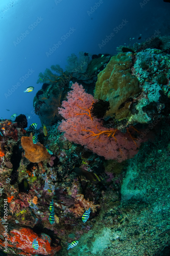 Obraz premium Damselfish, seafan in Gili Lombok Nusa Tenggara Barat underwater