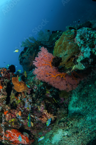 Damselfish, seafan in Gili Lombok Nusa Tenggara Barat underwater
