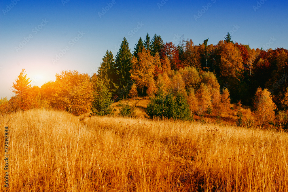 autumn autumn