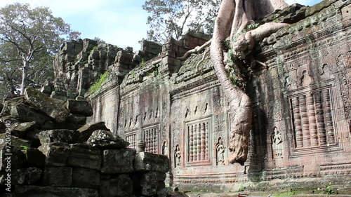 anghor wat the trees on the wall