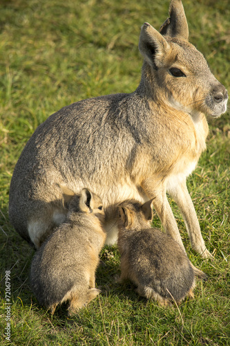 Patagonian mara with her babies