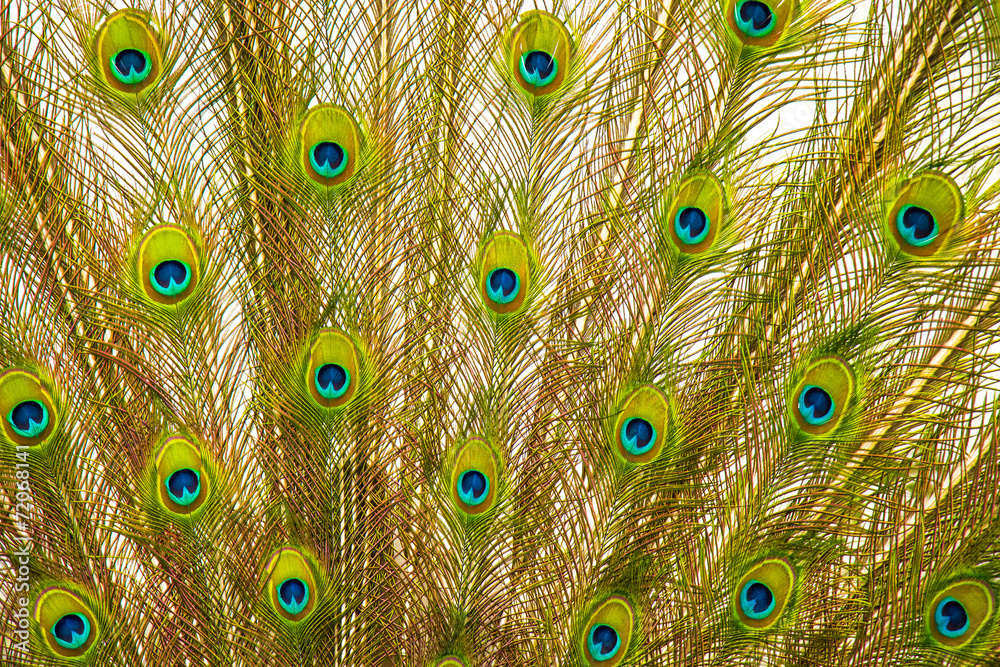 Obraz premium Tail of peacock