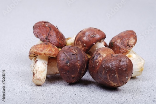 Fresh bolete  mushrooms background