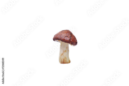 Obraz na płótnie Fresh bolete mushrooms isolated w salonie