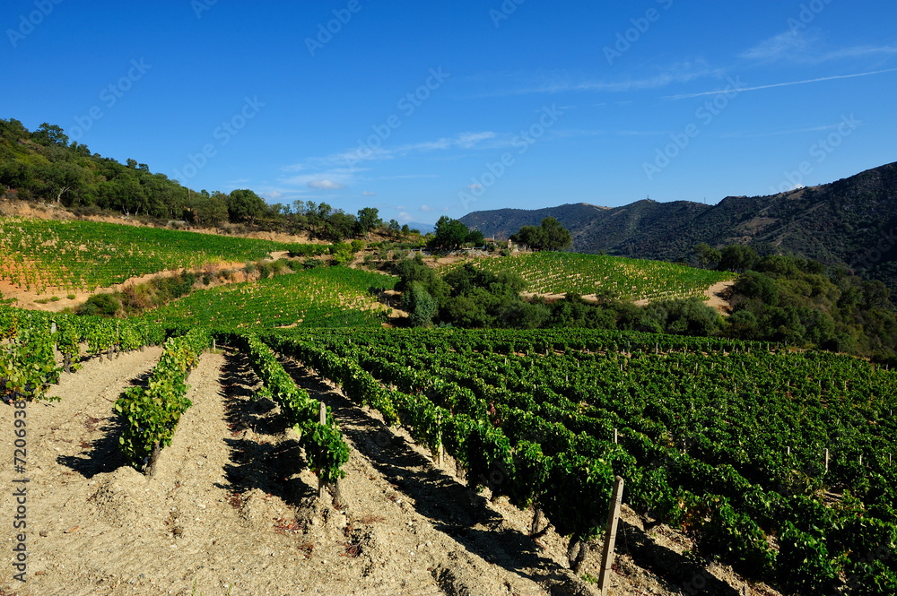 The vineyard with green leaves in summer, Sardinia Italy. Traditional agriculture. 