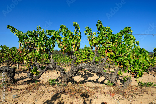 The vineyard with green leaves in summer, Sardinia Italy. Traditional agriculture. 
