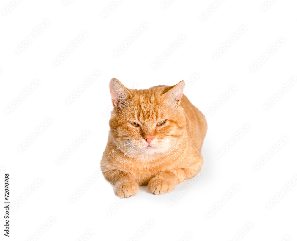 red cat  isolated