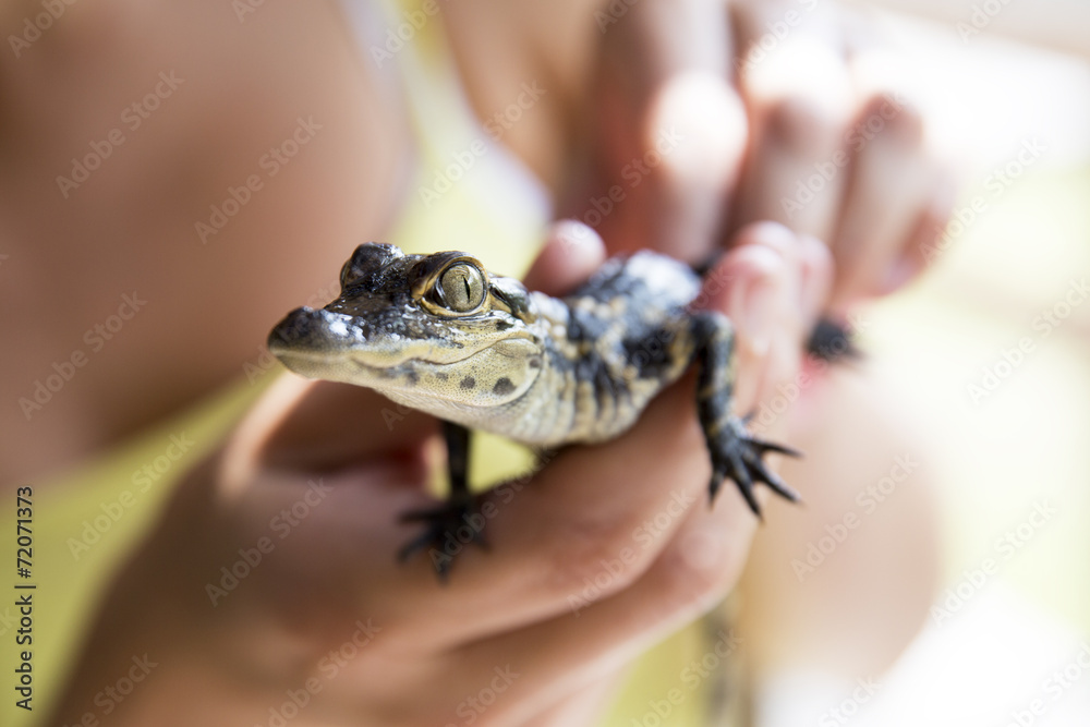 Fototapeta premium Baby alligator being held, Everglades in Florida.