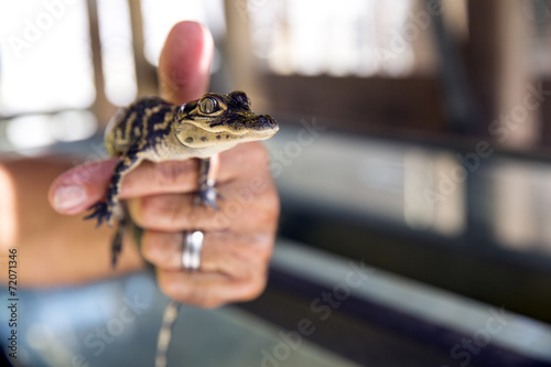 Baby alligator being held, Everglades in Florida.