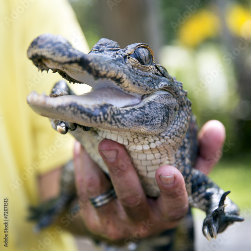 Cute baby alligator being held, Everglades, Florida.