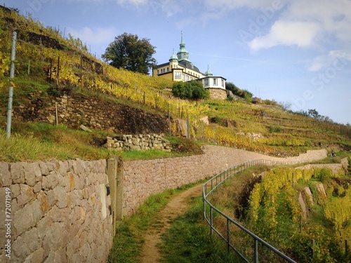 Weinberg im Herbst, Radebeul