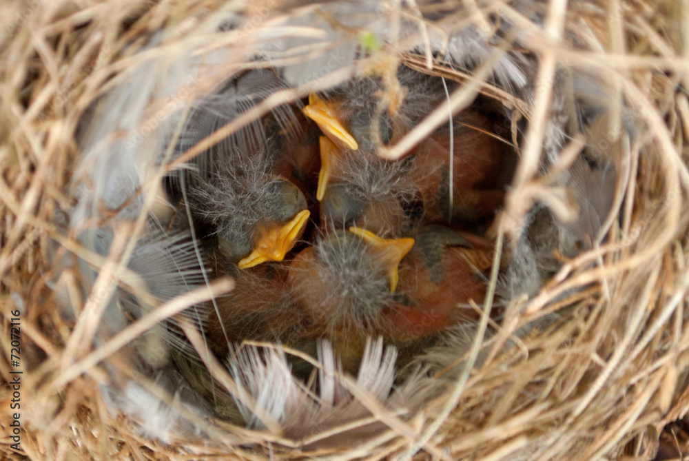 Little young birds (less than a day old) in a bird nest Little young birds (less than a day old) in a bird nest