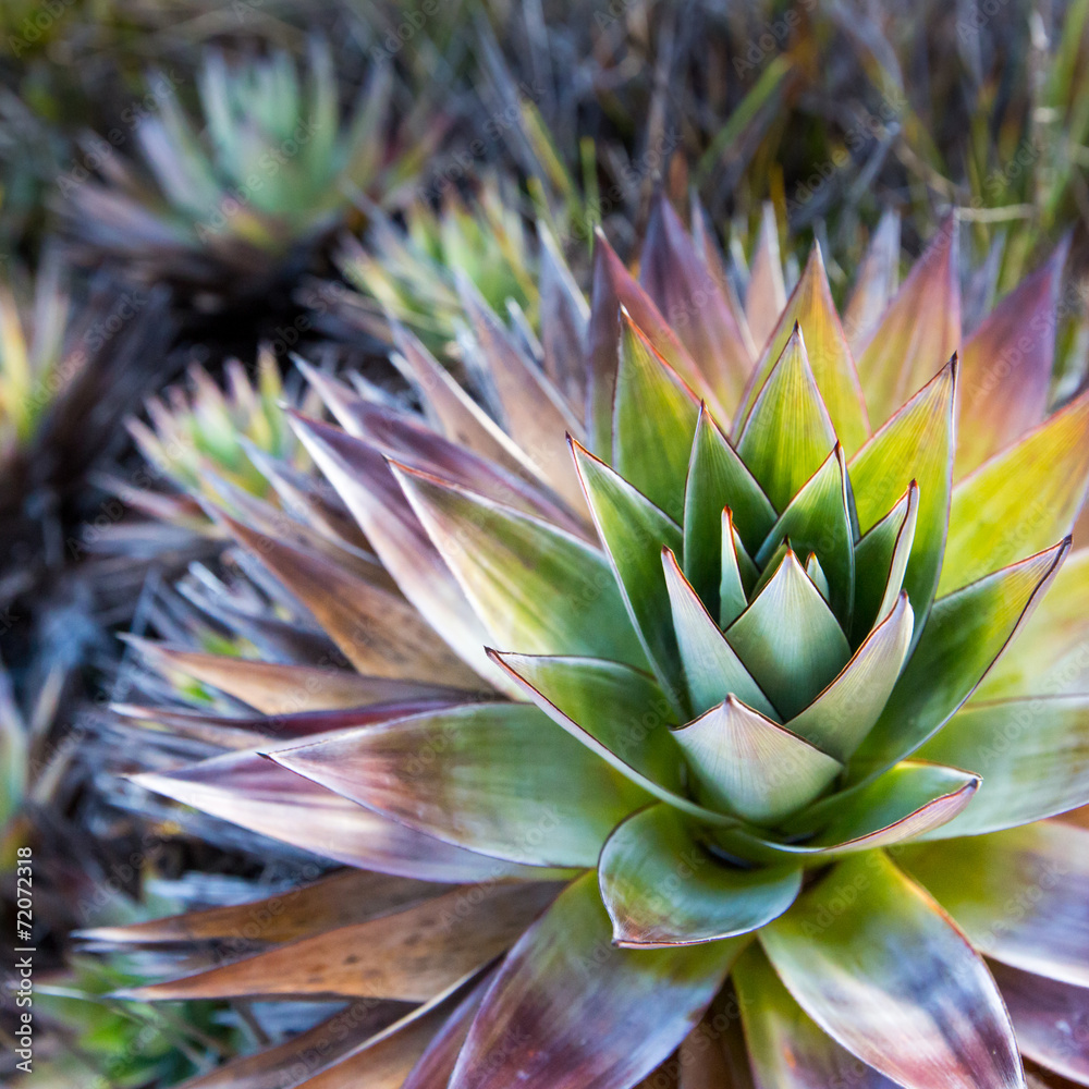 Endemic plant from Mount Roraima in Venezuela Endemic plant from Mount Roraima in Venezuela