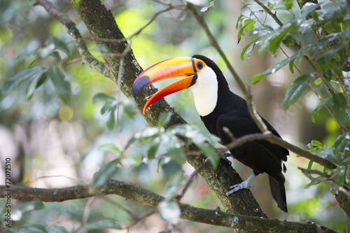 Toucan (Ramphastos toco) sitting on tree branch.