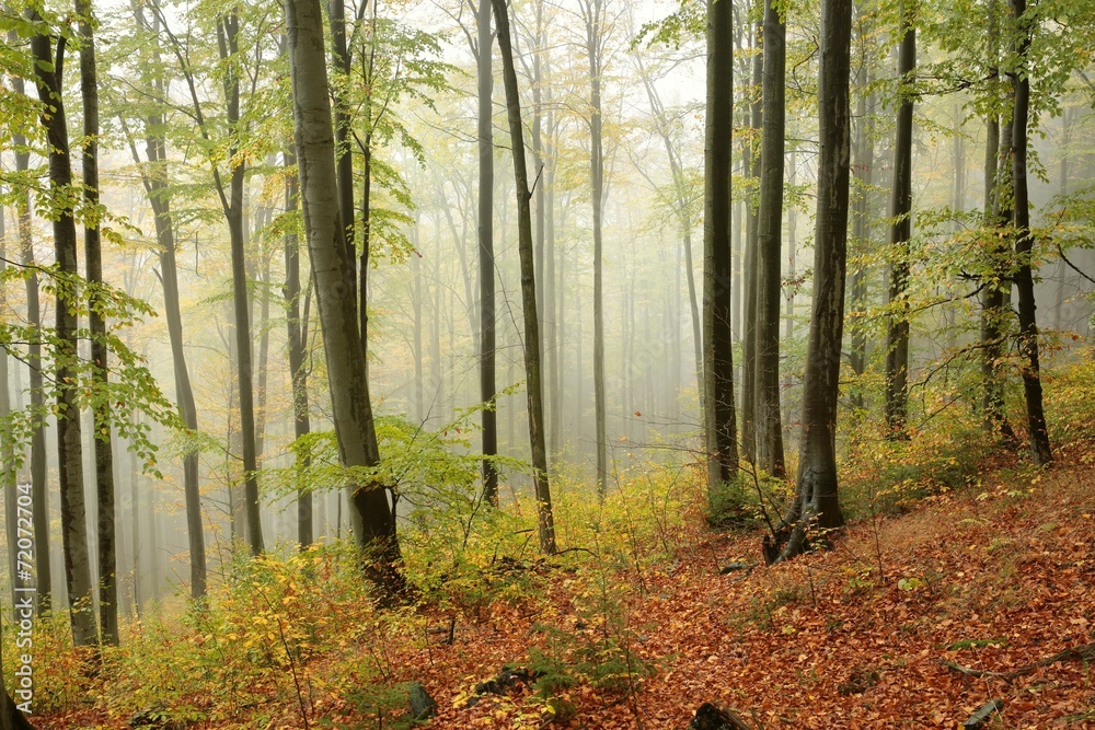 Fototapeta premium Autumn beech forest in the fog