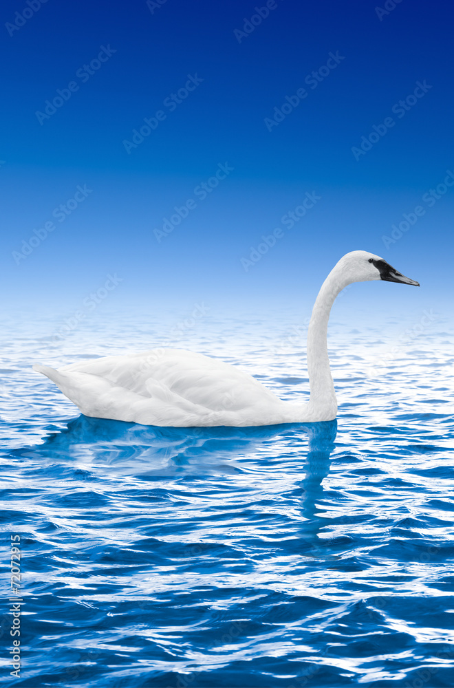 Obraz premium Swan swimming in the water against the blue sky