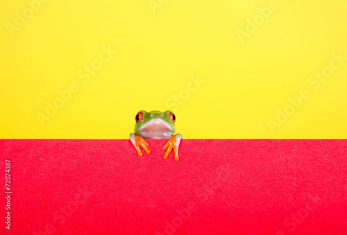 Gelb-orange mit Frosch © grafikplusfoto