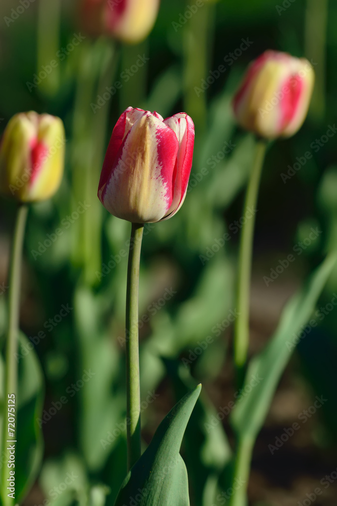 Tulip closeup