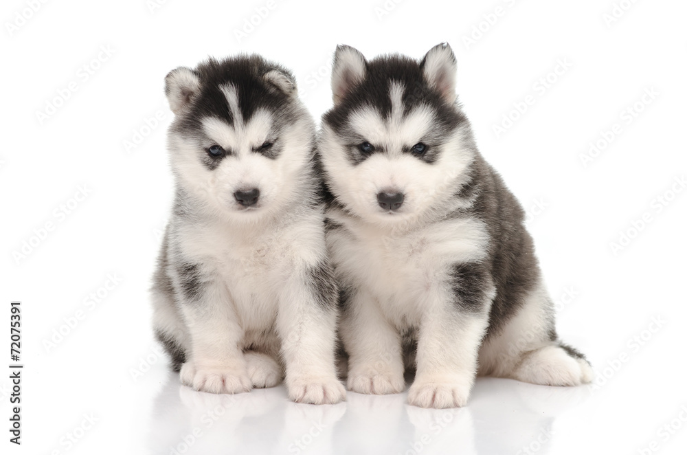 Cute black and white siberian husky puppy sitting and looking on