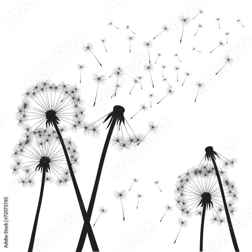 black vector dandelions