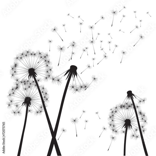 Fototapeta Naklejka Na Ścianę i Meble -  black vector dandelions