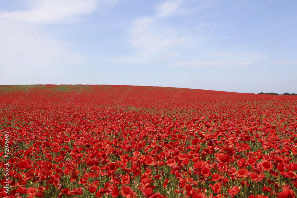 bright red poppies field