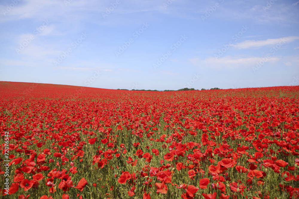 Poppy field with blue sky